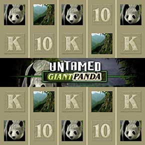 Untamed Giant Panda